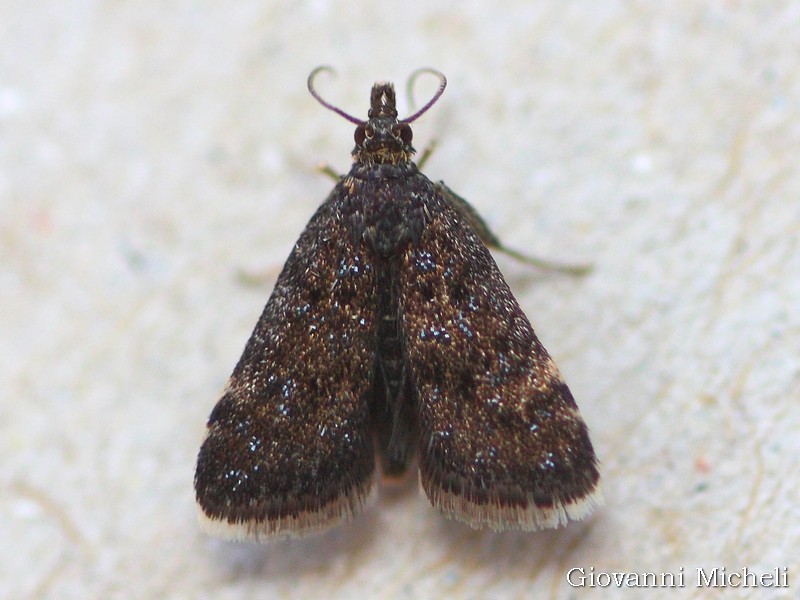 Heliothela wulfeniana, Crambidae